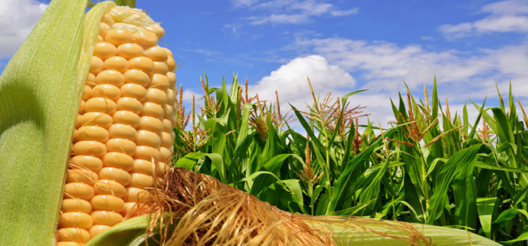 Hay riesgo en la producción de maíz Hay riesgo en la producción de maíz