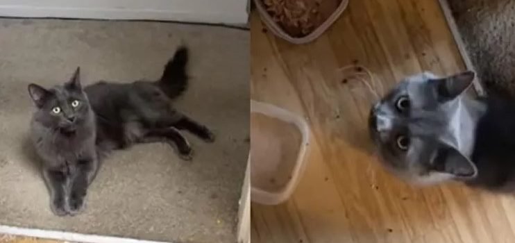 ¿Harto de que tu gato no te entienda?