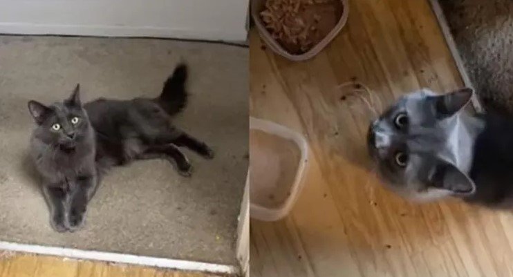 ¿Harto de que tu gato no te entienda? ¿Harto de que tu gato no te entienda?