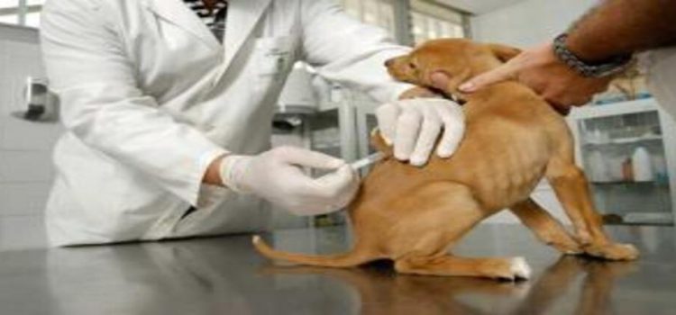 Realizarán jornada de vacunación antirrábica canina y felina 2023 en Tlalnepantla