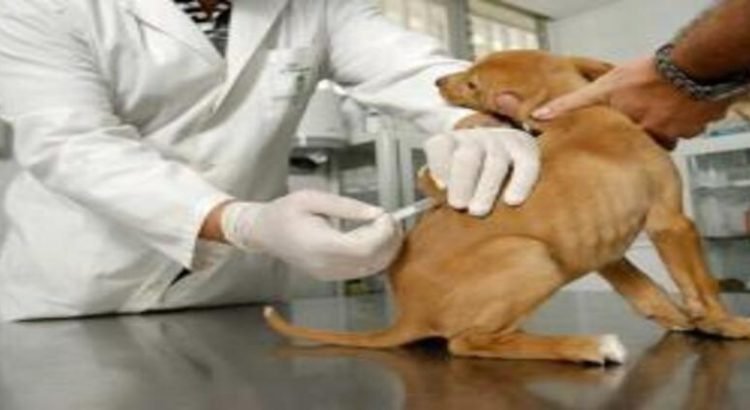 Realizarán jornada de vacunación antirrábica canina y felina 2023 en Tlalnepantla