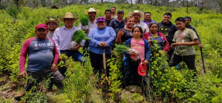 Reforestan con 800 pinos paraje en Tlalnepantla