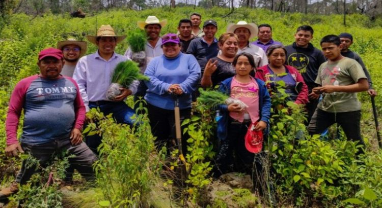 Reforestan con 800 pinos paraje en Tlalnepantla