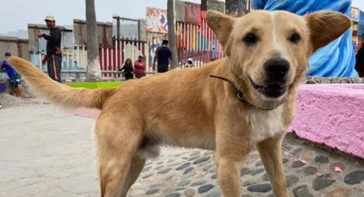 Se acabó el sueño americano para “El Oso” Se acabó el sueño americano para “El Oso”