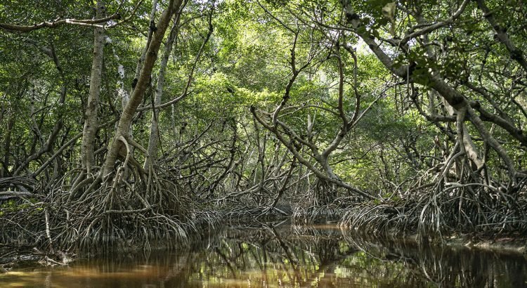 Google y WWF crean proyecto que favorecerá manglares en Yucatán y Nararit Google y WWF crean proyecto que favorecerá manglares en Yucatán y Nararit