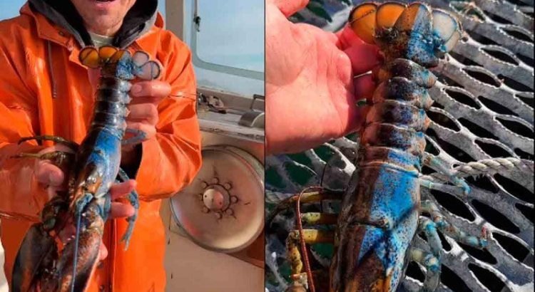 Capturó langosta con dos sexos y dos colores Capturó langosta con dos sexos y dos colores