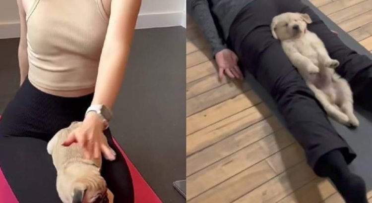 ¿Estresado? ¿Estresado?