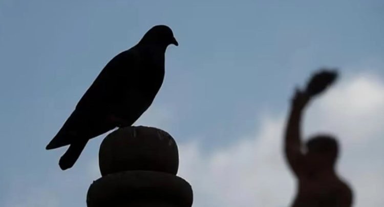 Libera el Gobierno indio a paloma acusada de «espionaje» Libera el Gobierno indio a paloma acusada de «espionaje»