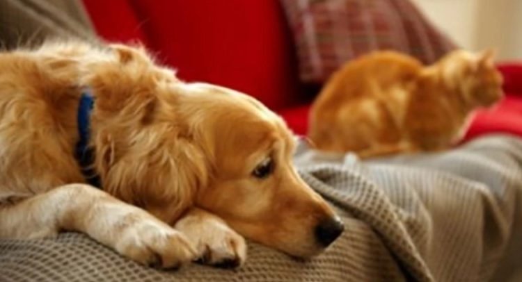 Condenan a divorciado a pagar pensión para sus perros y gato Condenan a divorciado a pagar pensión para sus perros y gato