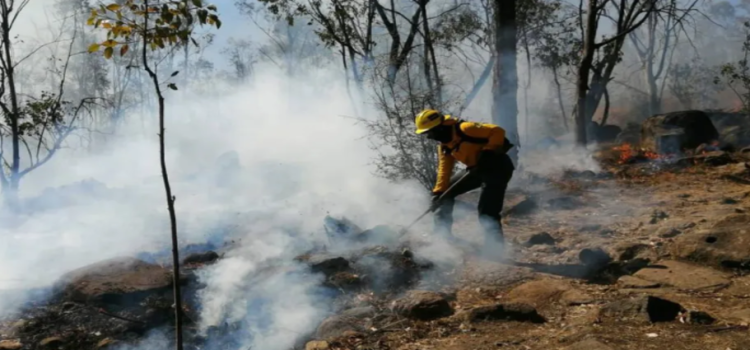 Al menos 19,000 hectáreas han sido afectadas por incendios forestales en Edomex