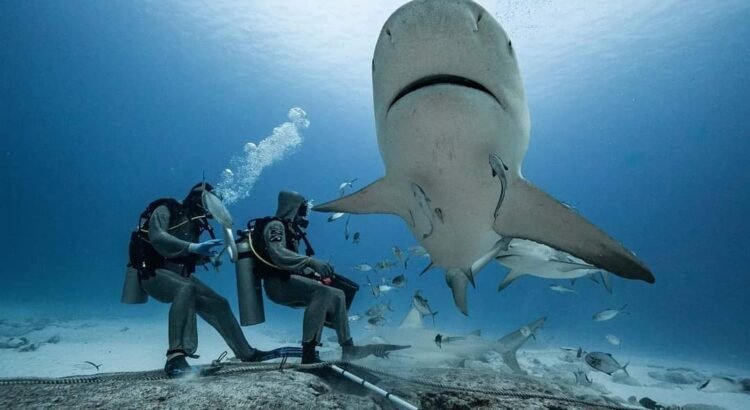 Invitan a actividades por el Mes Estatal del Tiburón en Quintana Roo Invitan a actividades por el Mes Estatal del Tiburón en Quintana Roo