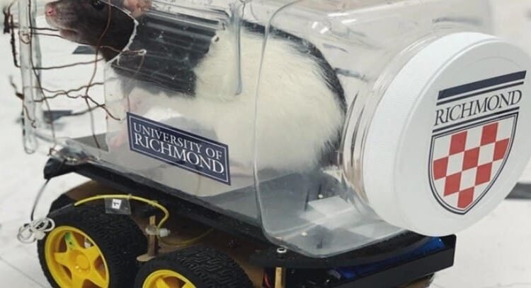 Científicos enseñaron a ratas a conducir