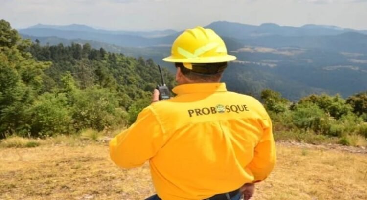 Incendios se producen más en pastizales que en bosques del Edomex