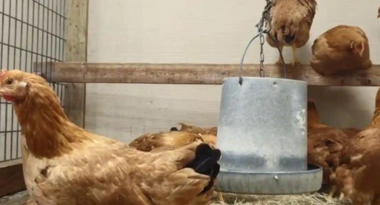 El nuevo negocio en Estados Unidos: rentar gallinas