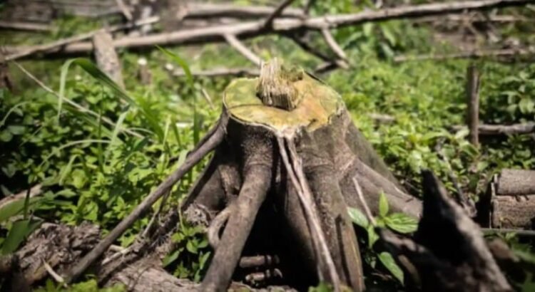 México entra al Top 10 de países con mayor pérdida de bosques en el mundo