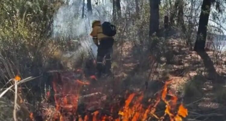 Temporada de Incendios Forestales 2025, la segunda más crítica de la historia Temporada de Incendios Forestales 2025, la segunda más crítica de la historia