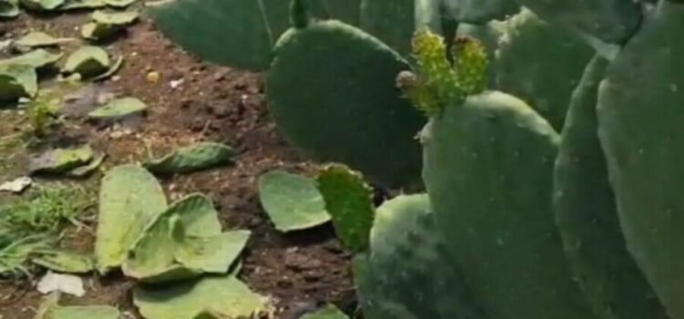 Esperan apoyos para el campo en Tlalnepantla