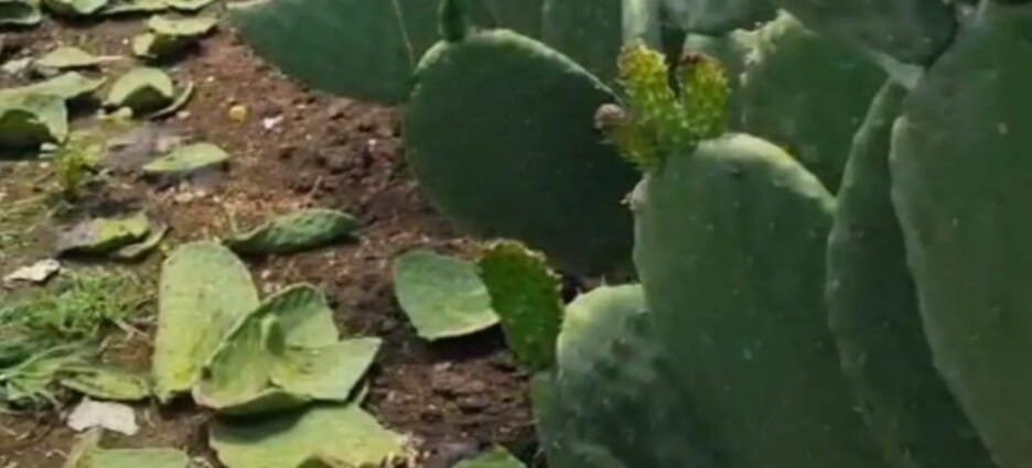 Esperan apoyos para el campo en Tlalnepantla