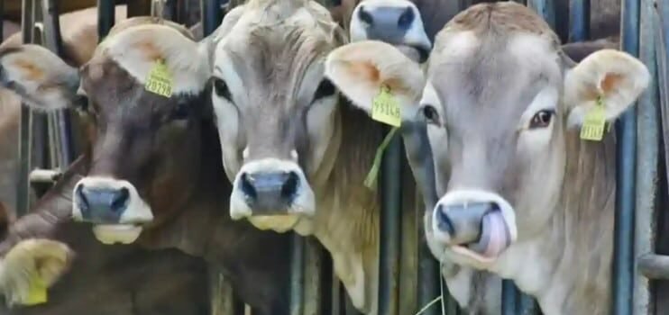 Exigen ganaderos de Sonora cerrar la frontera sur