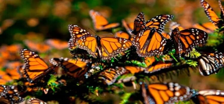Población de mariposa monarca disminuye 70% en Edomex