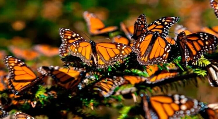 Población de mariposa monarca disminuye 70% en Edomex Población de mariposa monarca disminuye 70% en Edomex
