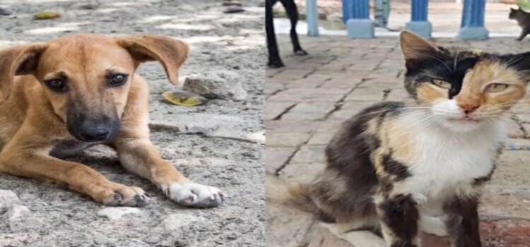 Se han realizado 950 denuncias por maltrato animal en Edomex durante 2025