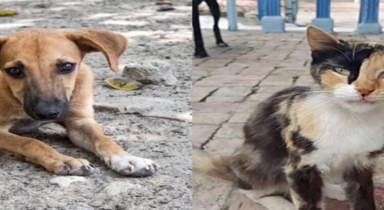 Se han realizado 950 denuncias por maltrato animal en Edomex durante 2025 Se han realizado 950 denuncias por maltrato animal en Edomex durante 2025