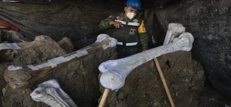 Descubren nuevo linaje del mamut tras investigaciones en Santa Lucía, Edomex