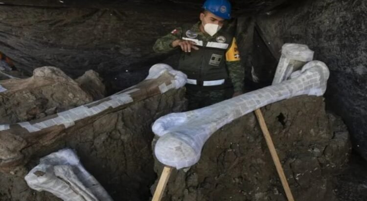 Descubren nuevo linaje del mamut tras investigaciones en Santa Lucía, Edomex