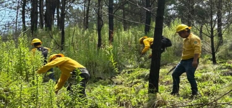 Comienzan actividades para prevención de incendios forestales en Edomex