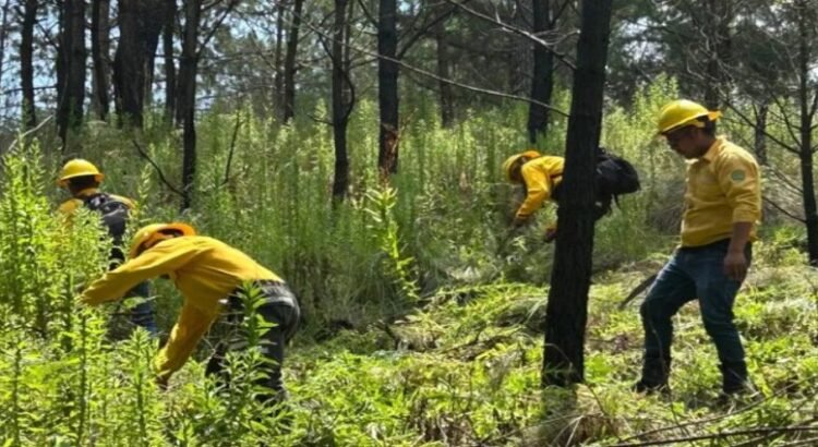 Comienzan actividades para prevención de incendios forestales en Edomex Comienzan actividades para prevención de incendios forestales en Edomex