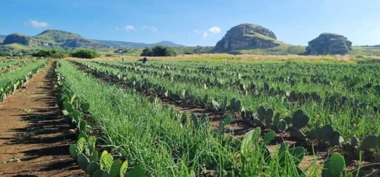 Productores practican cultivo múltiple con siembra de cebolla y nopal en Tlalnepantla