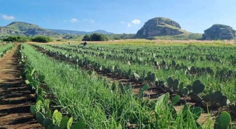Productores practican cultivo múltiple con siembra de cebolla y nopal en Tlalnepantla