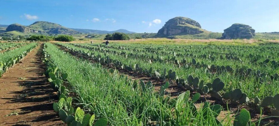 Productores practican cultivo múltiple con siembra de cebolla y nopal en Tlalnepantla