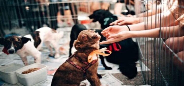 Preparan feria de adopción “Tu Casa, Su Hogar” para promover el bienestar animal﻿ en Tlalnepantla
