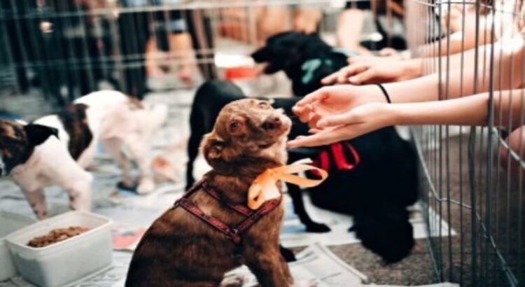 Preparan feria de adopción “Tu Casa, Su Hogar” para promover el bienestar animal﻿ en Tlalnepantla