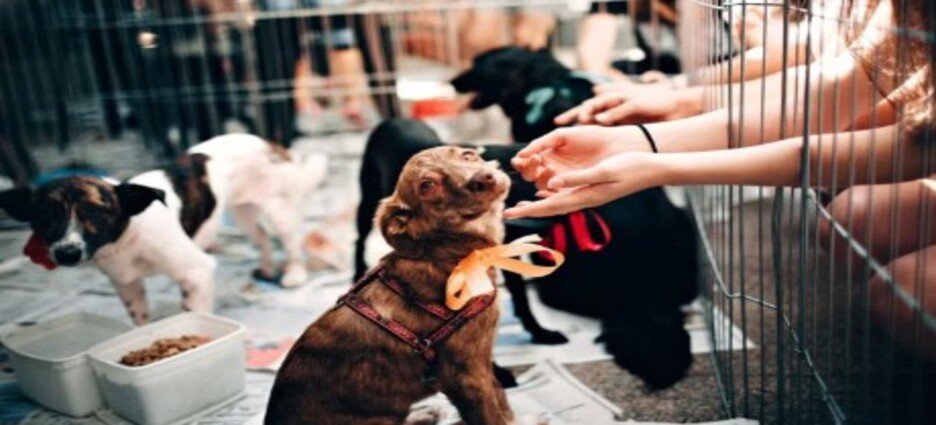 Preparan feria de adopción “Tu Casa, Su Hogar” para promover el bienestar animal﻿ en Tlalnepantla