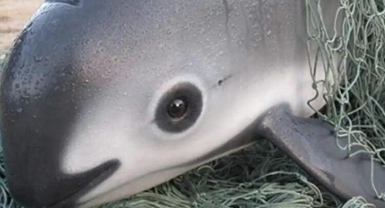 Solicitará Europa embargo comercial contra México Solicitará Europa embargo comercial contra México