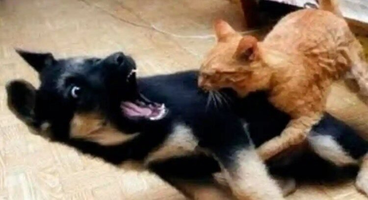 Recién casados quieren divorciarse… porque su perro y su gato no se llevan bien