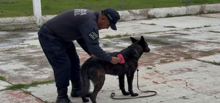 Capacitan a elementos caninos para detección de drogas y localización de personas en Edomex