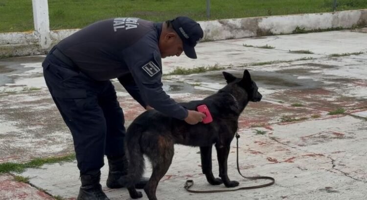 Capacitan a elementos caninos para detección de drogas y localización de personas en Edomex