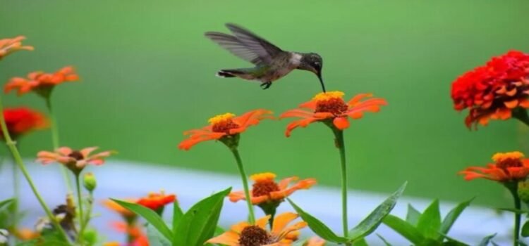 Crean primer Centro de Investigación para restaurar biodiversidad en Edomex Crean primer Centro de Investigación para restaurar biodiversidad en Edomex