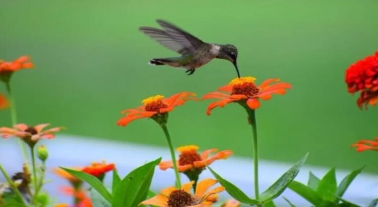 Crean primer Centro de Investigación para restaurar biodiversidad en Edomex Crean primer Centro de Investigación para restaurar biodiversidad en Edomex