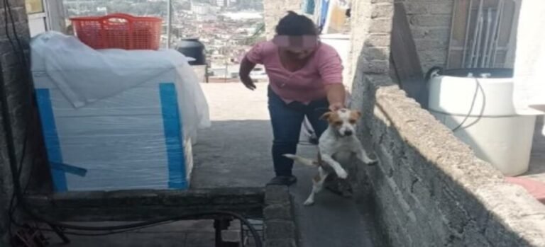 Autoridades descartan maltrato animal tras denuncia en Tlalnepantla