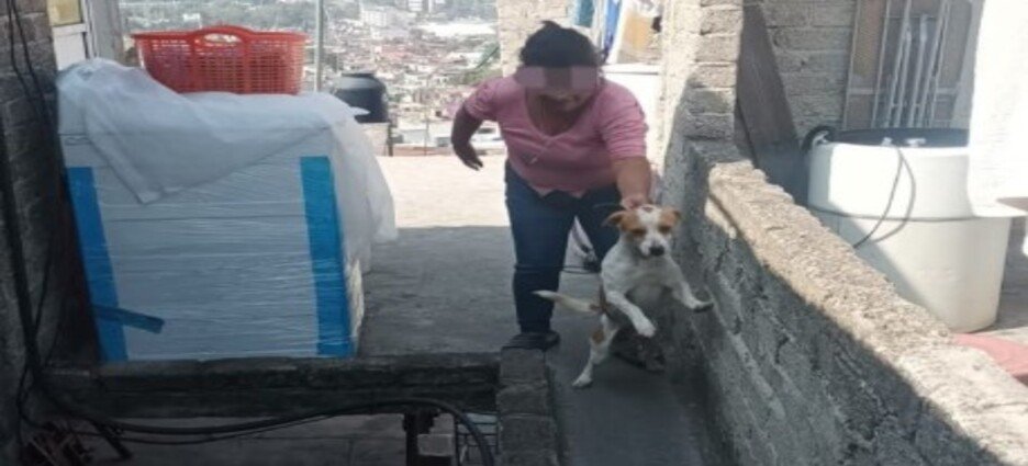 Autoridades descartan maltrato animal tras denuncia en Tlalnepantla
