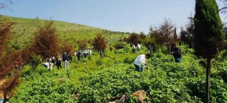 Alerta por alta deforestación en límites de Tlalnepantla con Sierra de Guadalupe
