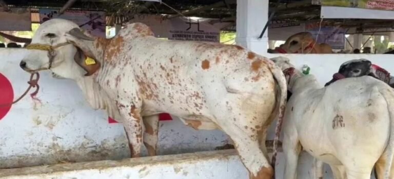 Suben a 7 los casos de gusano barrenador en Edomex