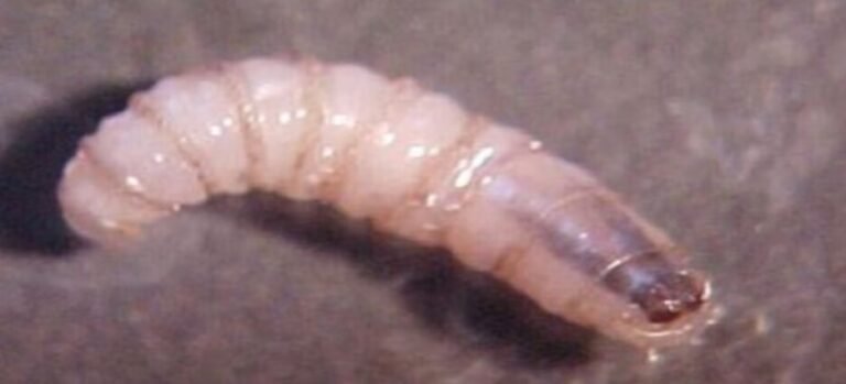 Incrementan los reportes de gusano barrenador en Edomex; suman 27 casos activos